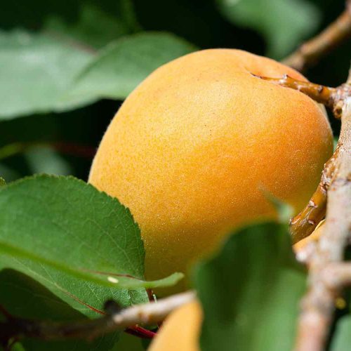 Marillen am Baum