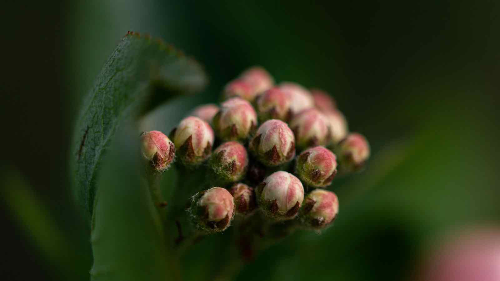 Aronia in der Küche: Genussvolle und gesunde Rezeptideen